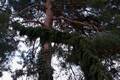 Picea omorika Pendula Bruns IMG_9022 Świerk serbski